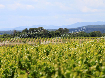 Propriété viticole de 31,5 ha environ en Saint Emilionais