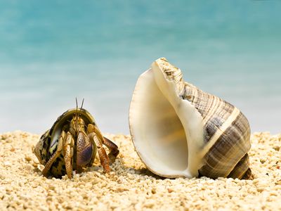 A hermit crab looking at a large shell