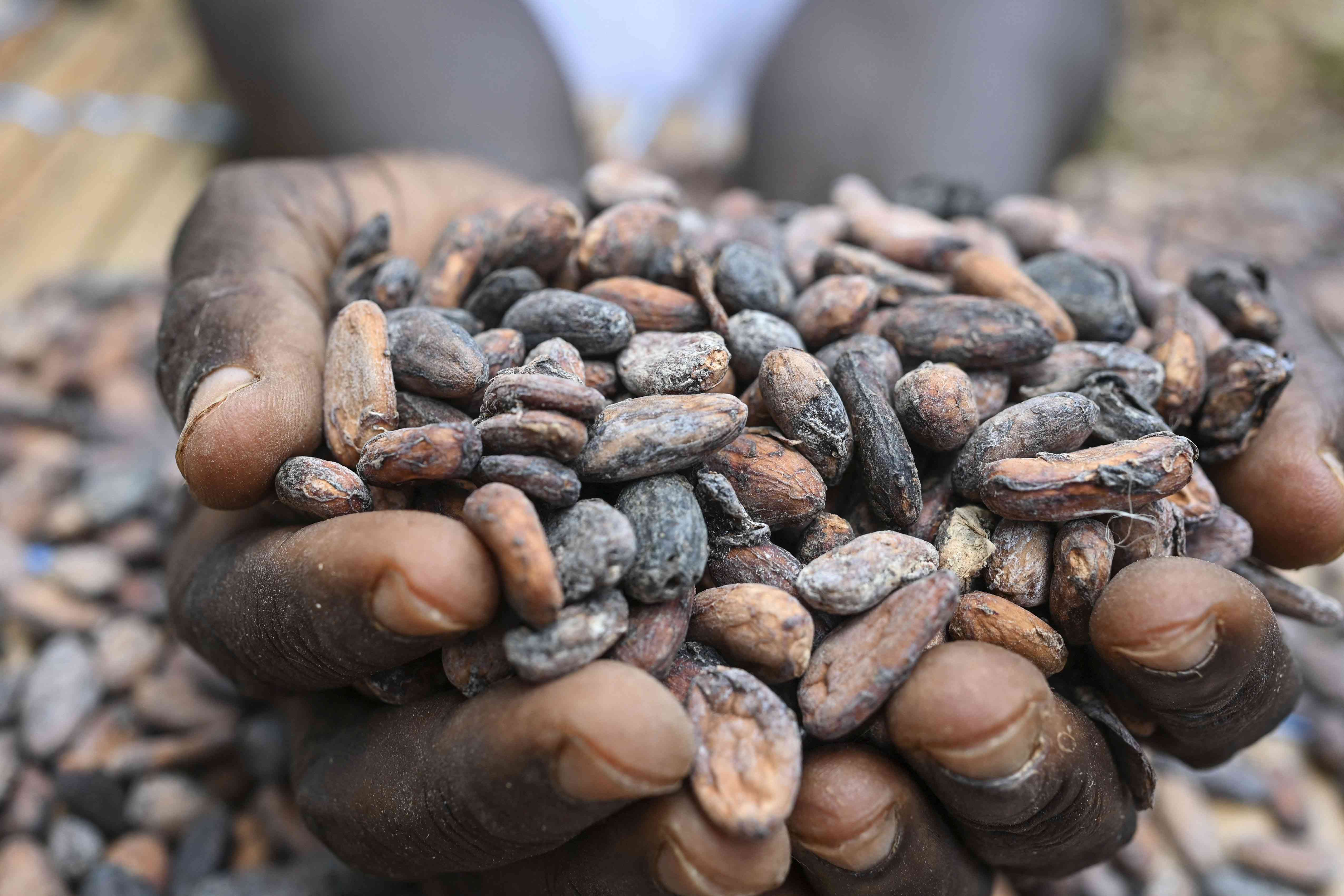 A farmer holds cocoa beans