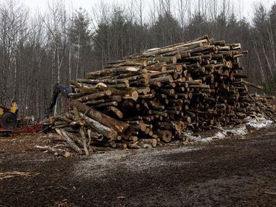 Logging of a patch of the White Mountain National Forest outside of Chatham, New Hampshire