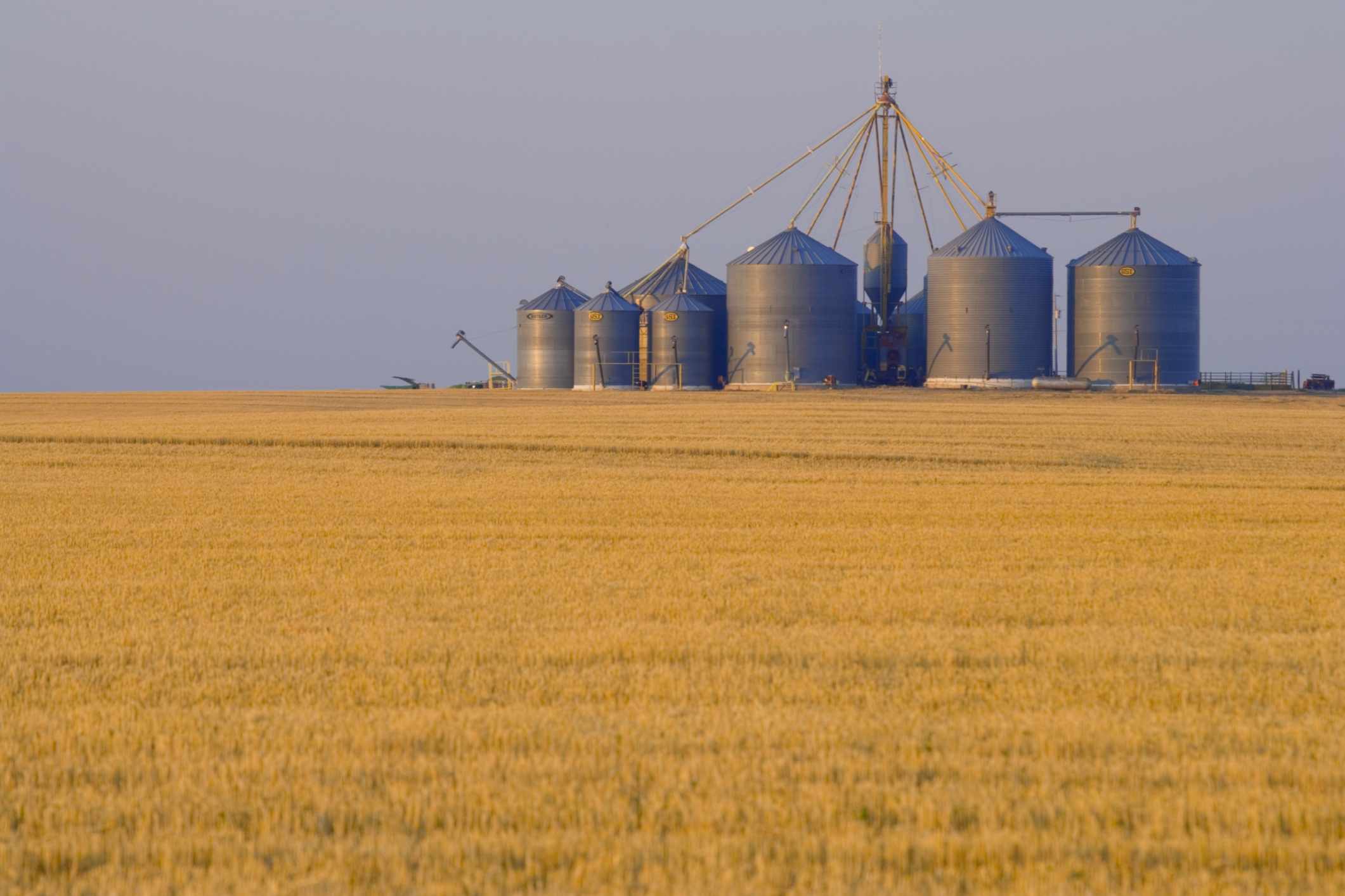 Kansas-wheat-field-altrendo-images.jpg