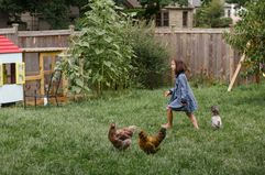 A girl walks in back yard with chickens