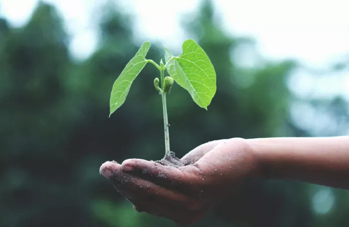 A human hand holding a green shoot, representing sustainability and enabling environment.