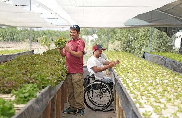 Farmer at work with his coworker (one of them on wheelchair) in a greenhouse