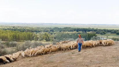 A man with a flock of sheep on a hillside.