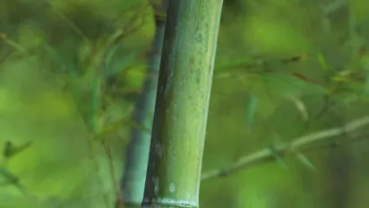 A shoot of bamboo in a forest