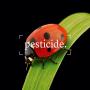 Pest practice: how regenerative farming is unleashing the power of the ladybird 