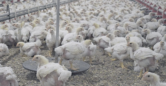 L’algorithme parvient à prédire la courbe de croissance des poulets dans les 14 jours à venir avec un haut degré de précision.