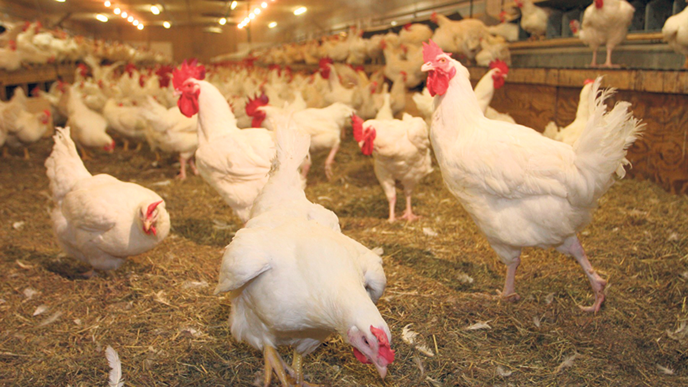 Les projets admissibles au Programme fédéral d’investissement à la ferme pour la volaille et les œufs peuvent obtenir un financement couvrant entre 70 % et 85 % des coûts, selon différents critères. Photo : Archives/TCN