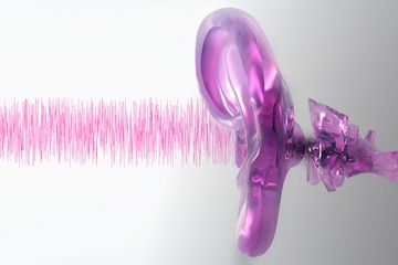 Sound waves in purple entering a purple rendition of an ear
