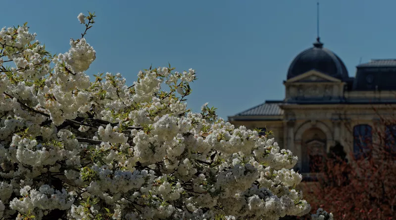 Cerisier du Japon en fleur devant un batiment du Muséum