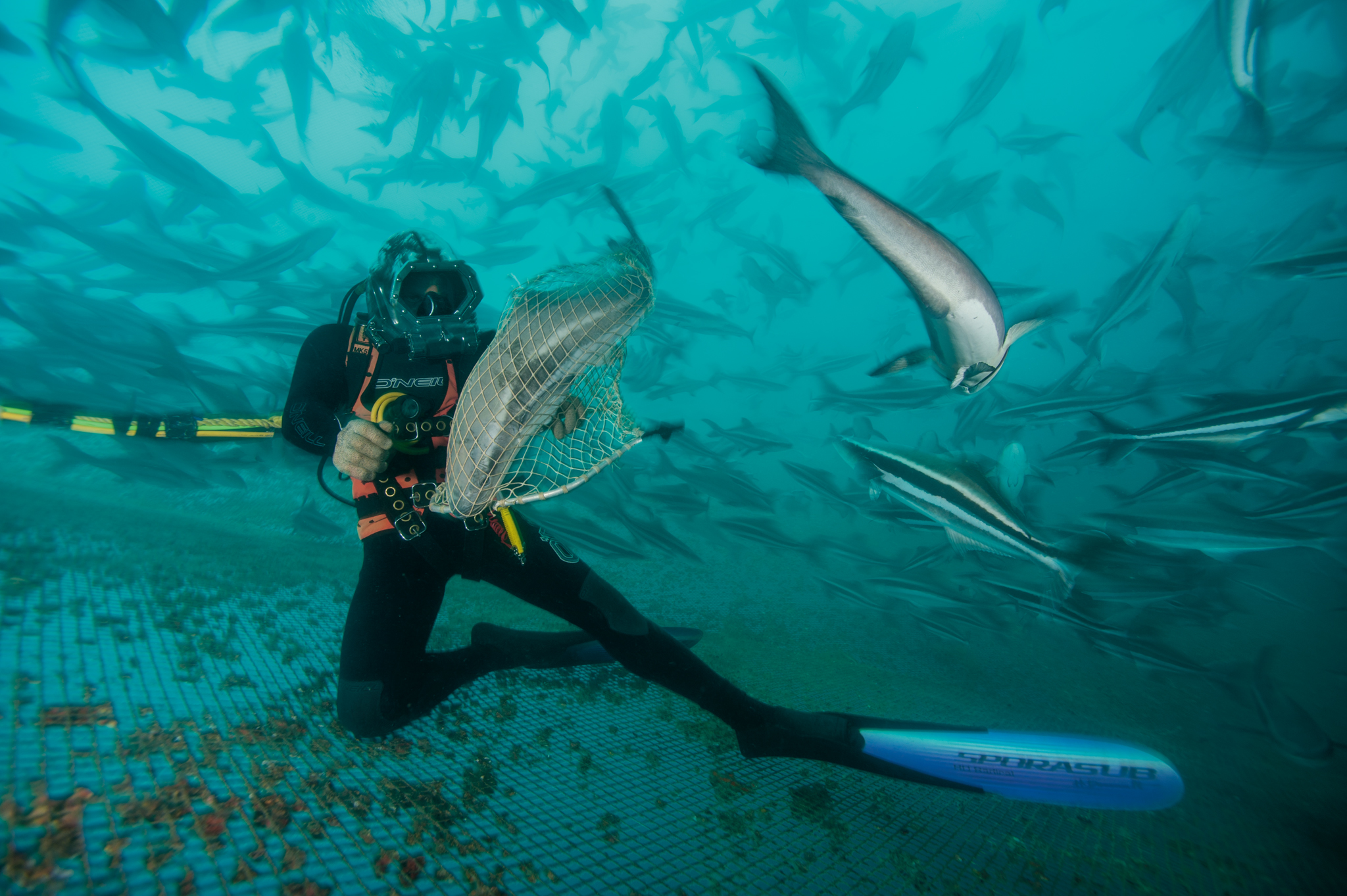 Picture of a diver in a cobia pen