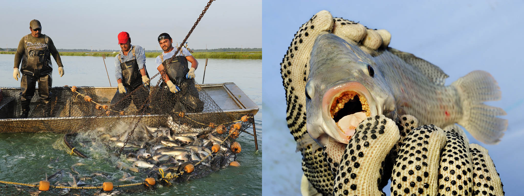 Picture of a catfish farm in Mississippi and tilapia with a mouthful of eggs