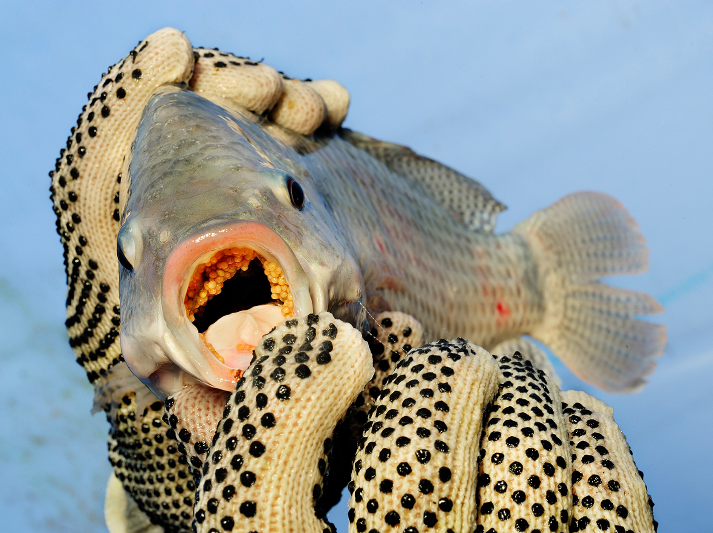 Picture of a tilapia with a mouthful of eggs