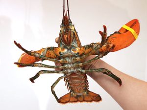 20130527-lobster-guide-food-lab-01.jpg