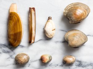 A selection of clams in shell: Pacific Razor, Atlantic Razor, Steamer, Chowder, Cherrystone, Littleneck, Cockle, and Manila 