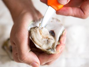 A hand holds a shucked oyster while an oyster knife blade slips under the meat to free it from the adductor muscle.