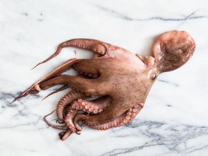 A raw octopus lying on a marble countertop