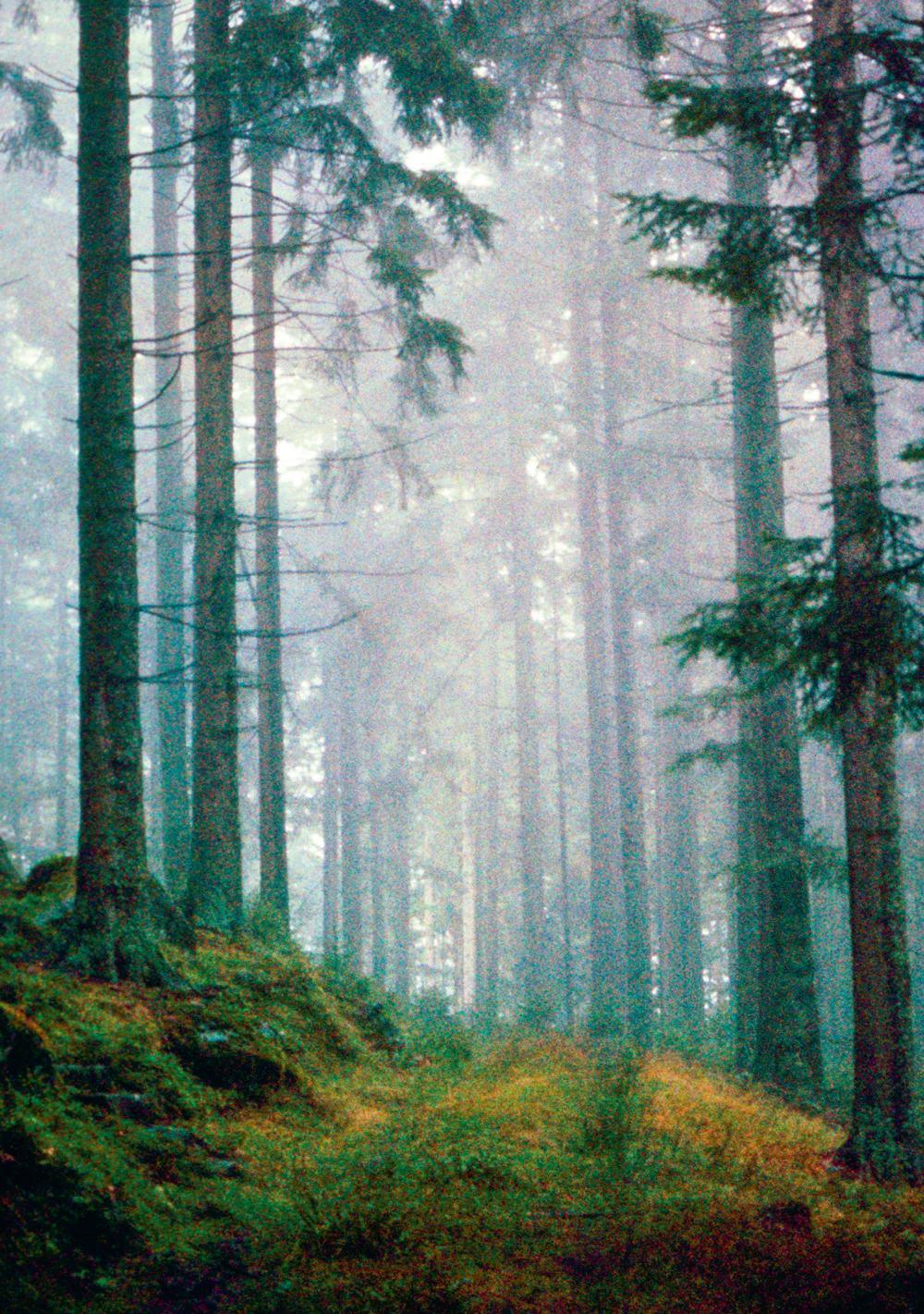 Un monde de forêts