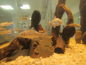 新しい水槽の魚たち