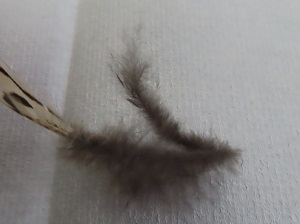 キジの後羽の画像