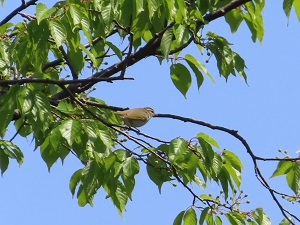 センダイムシクイの画像