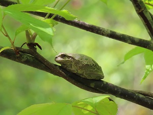 アマガエルの画像