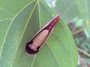 ムラサキシャチホコの画像2