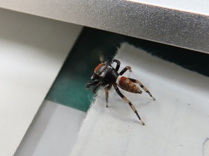 ヨダンハエトリの画像