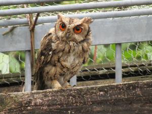 オオコノハズク