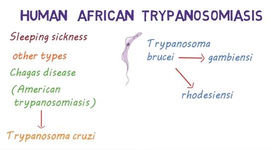 Sleeping Sickness. An introduction to human African Trypanosomiasis