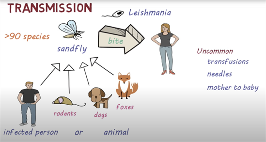 Leishmania parasite transmission diagram