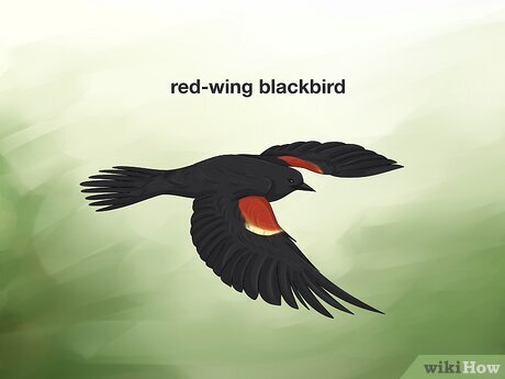 Step 8 Dreaming of a red-wing blackbird