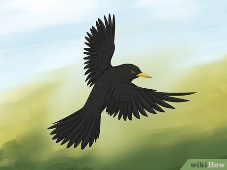 Step 4 In Christian mythology, blackbirds are associated with sin.