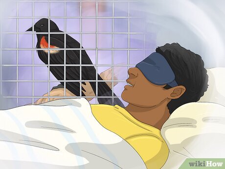 Step 1 Dreaming of buying a caged blackbird