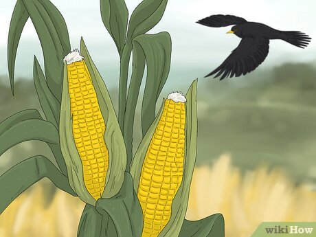 Step 2 Some Plains Native tribes believed they served the Mother of Corn.