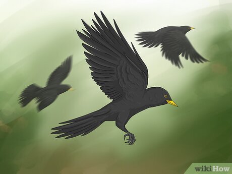 Step 3 In Celtic mythology, blackbirds were messengers for the gods.