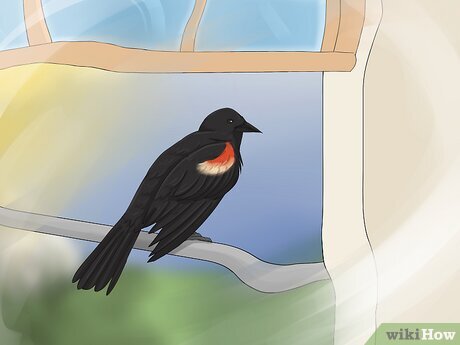 Step 6 Dreaming of a blackbird at your window