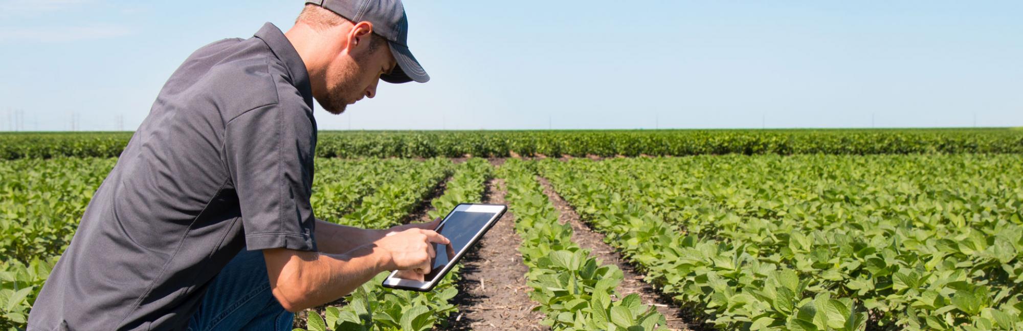 Agronomist using a tablet in a field to check crop growth