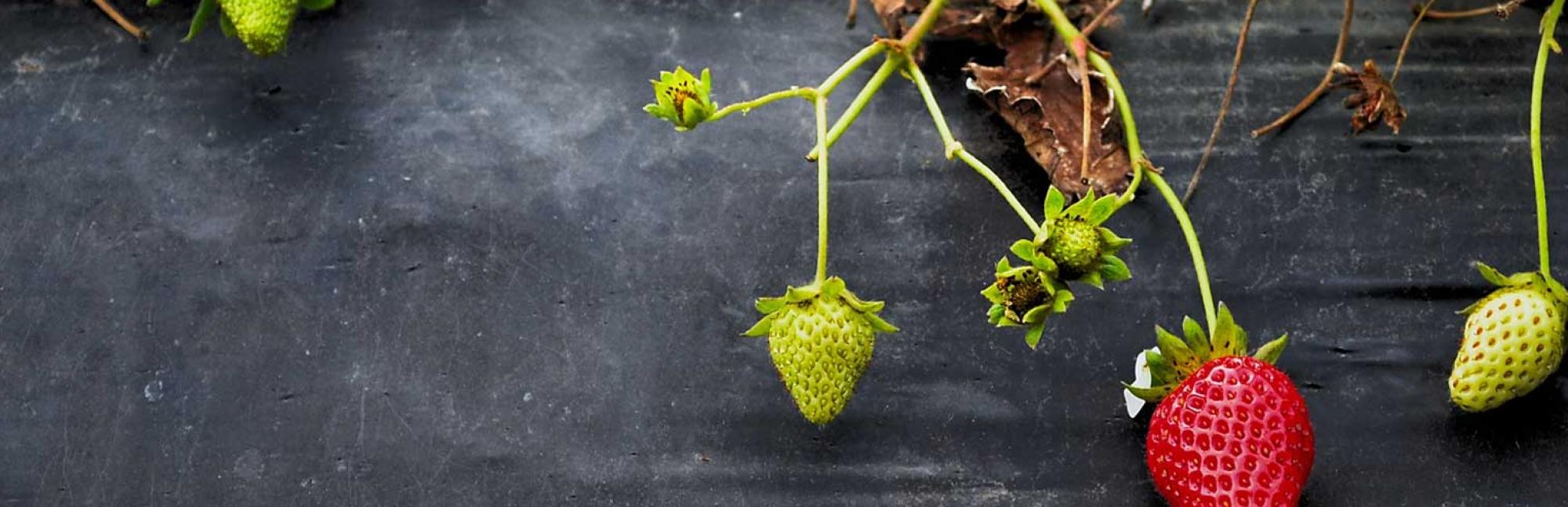 Strawberries growing on grey background