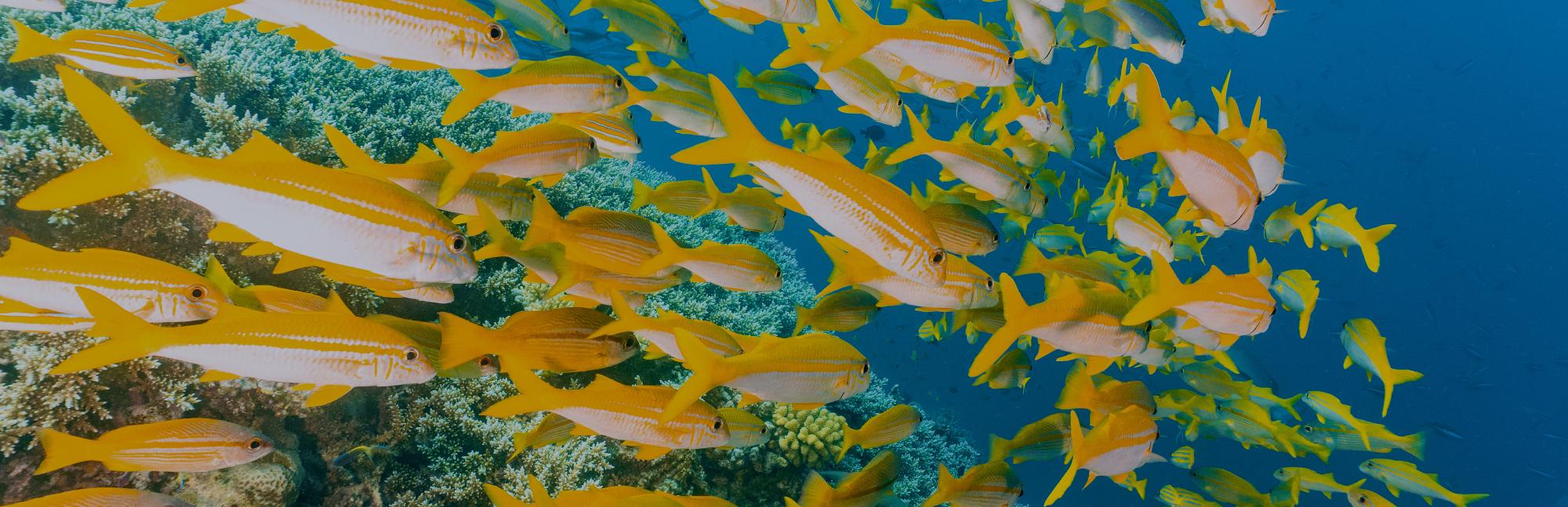 A shoal of yellow and white fish