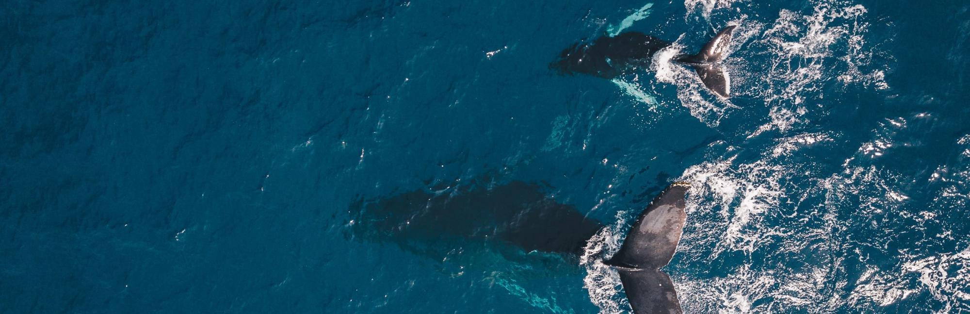Blue whale fin in ocean