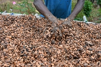 Le cacao passe du rallye à l'effondrement