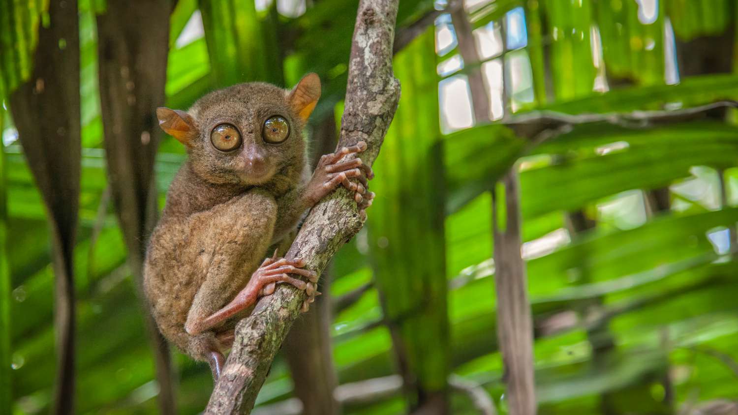 Philippines tarsier on narrow tree branch with view of very long feet and digits