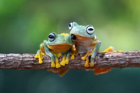 Two Javan tree frogs sitting on branch, Indonesia