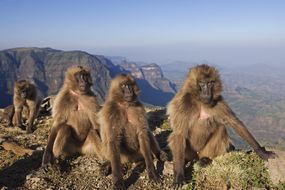 juvenile gelada monkeys sitting on a cliff in Ethiopia