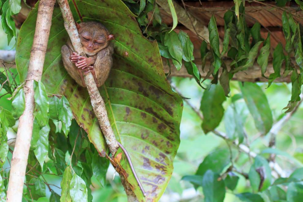 a brown tarsier curled up and clinging to a tree