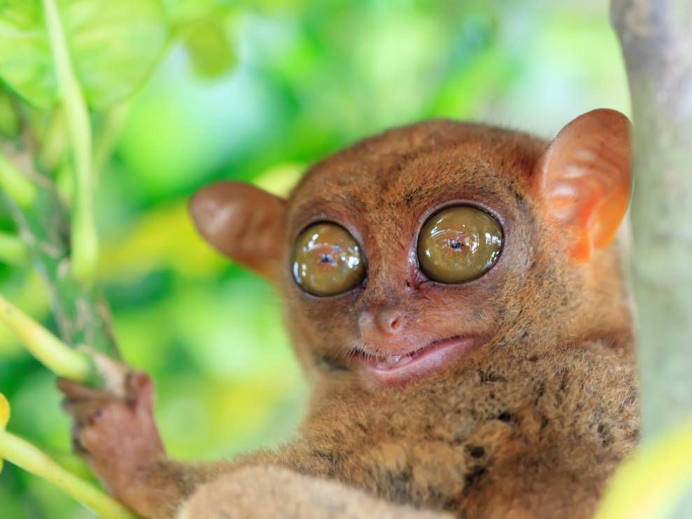 Close up of a tarsier with large yellow eyes