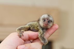 extremely tiny monkey, a pygmy marmoset, clasping the middle finger and thumb of human hand