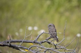 brown and gray pygmy owl sits on large branch